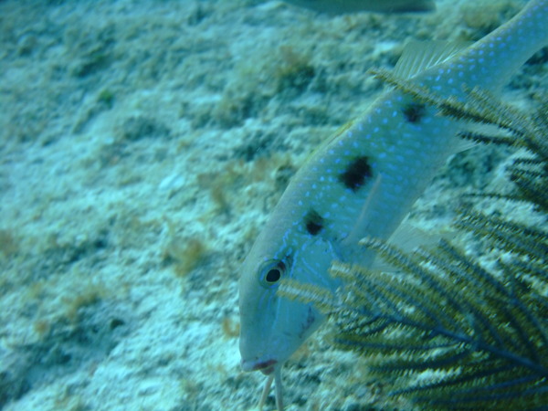 Goatfish - Spotted Goatfish