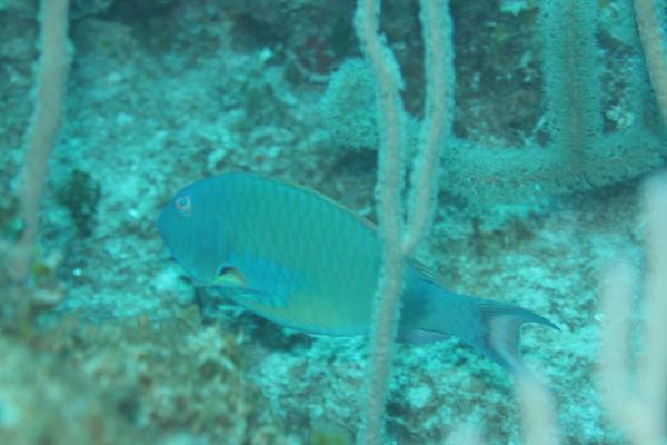 Parrotfish - Redtail Parrotfish