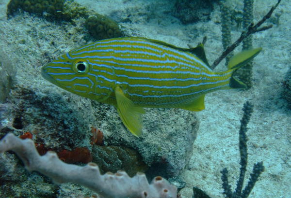 Grunts - Bluestriped Grunt Grunts - Bluestriped Grunt