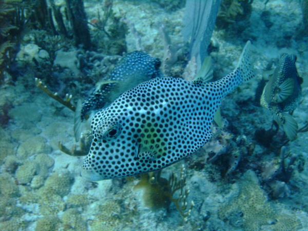 Trunkfish - Spotted Trunkfish