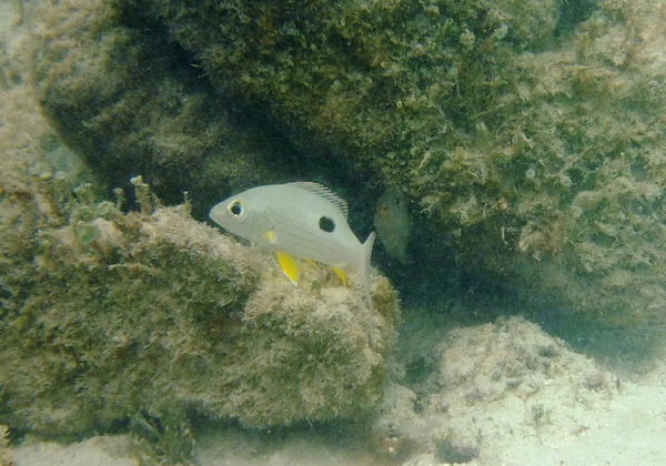 Snappers - Lane Snapper Snappers - Lane Snapper