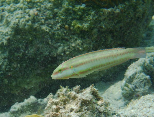 Wrasse - Slippery Dick