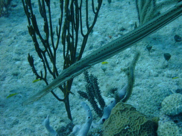 Trumpetfish - Trumpetfish