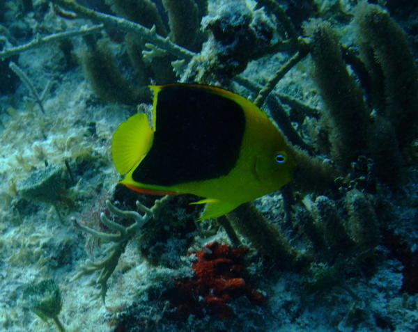 Angelfish - Rock Beauty