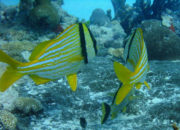 Porkfish - Porkfish