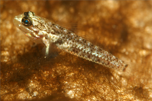 Gobies - Colon Goby