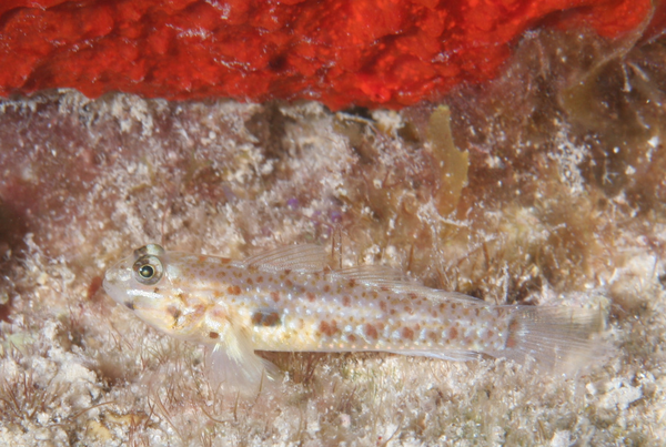 Gobies - Colon Goby