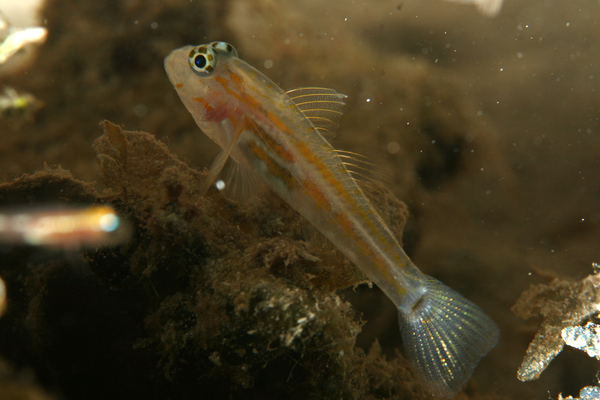 Gobies - Pallid Goby