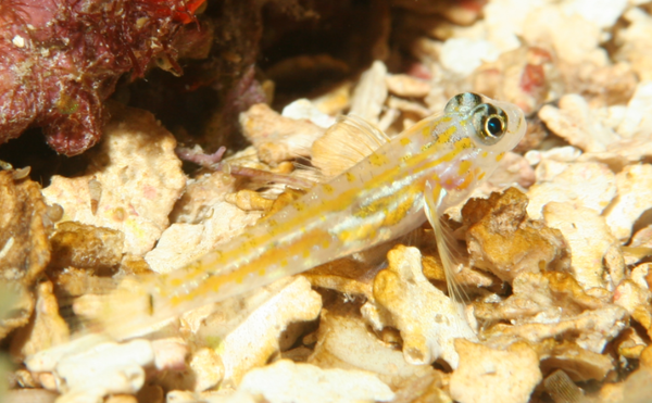 Gobies - Pallid Goby