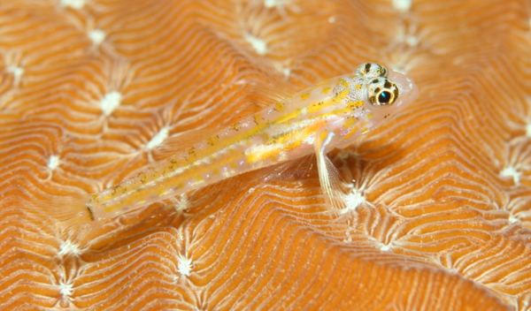 Gobies - Pallid Goby