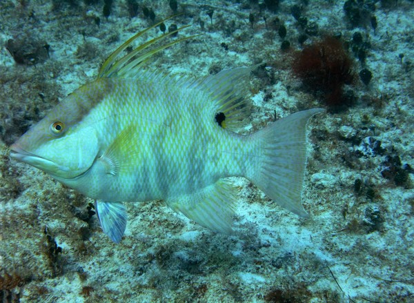 Hogfish - Hogfish