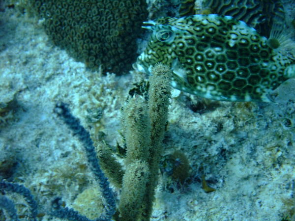 Trunkfish - Honeycomb Cowfish