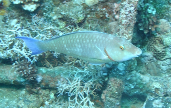 Parrotfish - Longnose Parrotfish