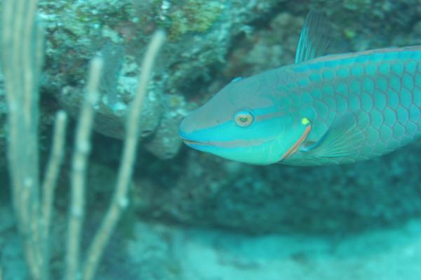 Parrotfish - Stoplight Parrotfish