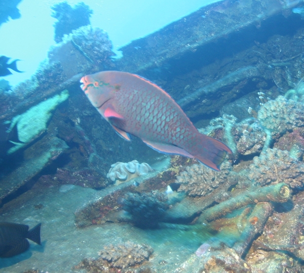 Parrotfish - Swarthy Parrotfish