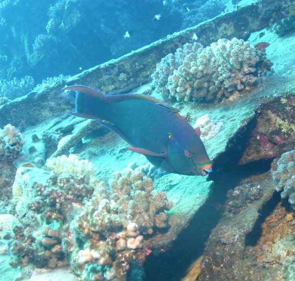 Parrotfish - Swarthy Parrotfish