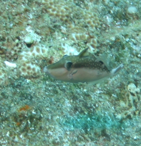 Pufferfish - Crowned Toby