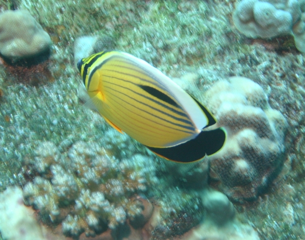 Butterflyfish - Exquisite Butterflyfish