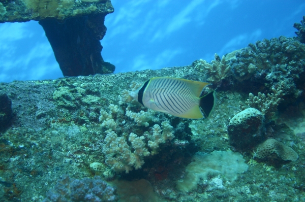 Butterflyfish - Chevroned Butterflyfish