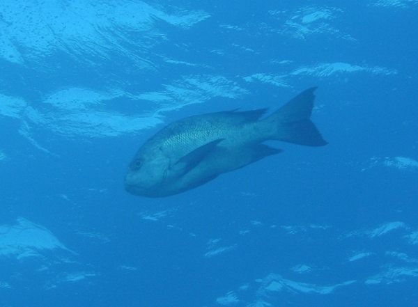 Snappers - Black Snapper