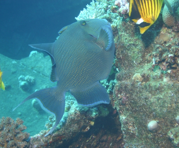 Triggerfish - Blue Triggerfish