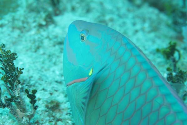 Parrotfish - Stoplight Parrotfish