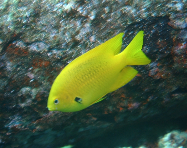 Damselfish - Sulphur Damselfish