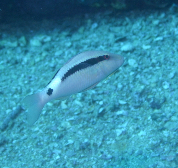 Goatfish - Longbarbel Goatfish