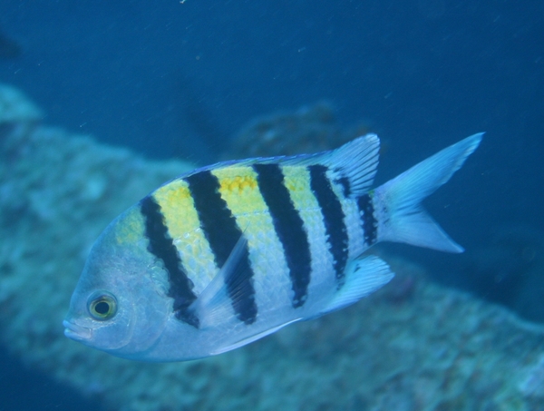 Damselfish - Indo-Pacific Sergeant