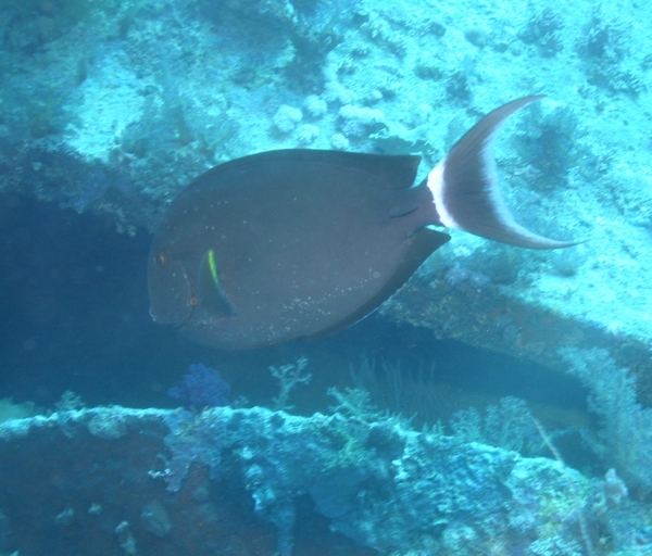 Surgeonfish - Black Surgeonfish