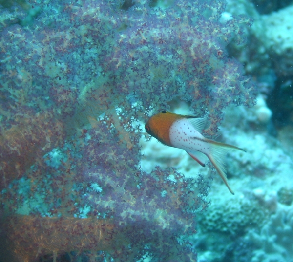 Hogfish - Lyretail Hogfish