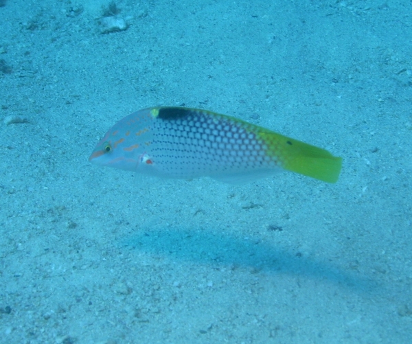 Wrasse - Checkerboard Wrasse