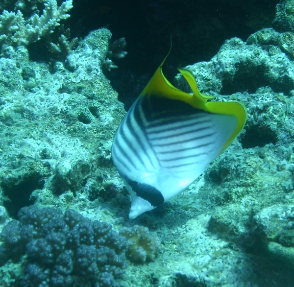 Butterflyfish - Threadfin Butterflyfish