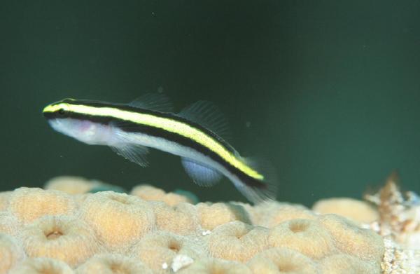 Gobies - Sharknose Goby