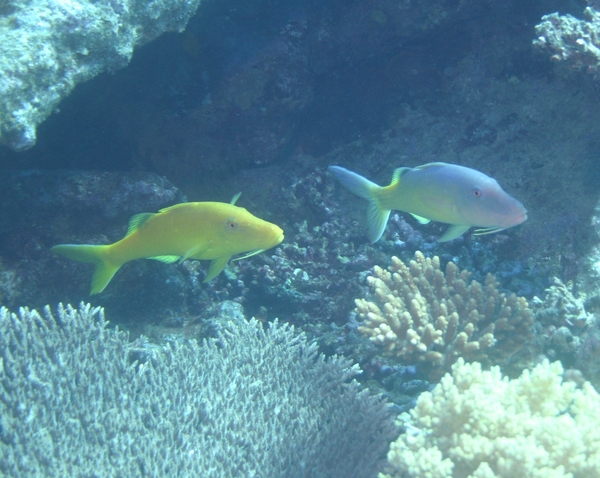 Goatfish - Yellowsaddle Goatfish