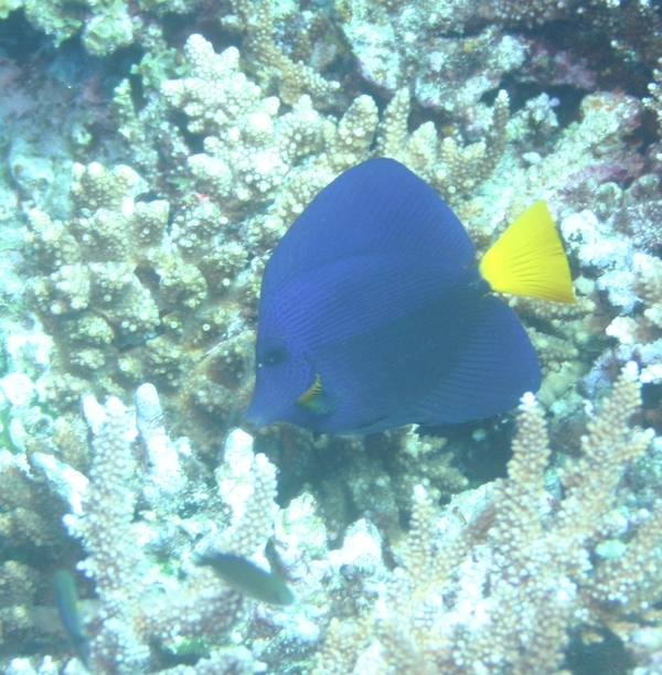 Surgeonfish - Yellowtail Surgeonfish