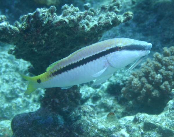 Goatfish - Red Sea goatfish