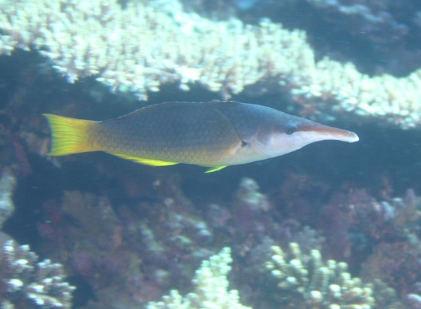 Wrasse - Bird Wrasse