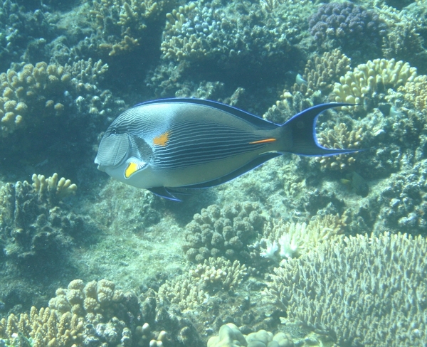 Surgeonfish - Sohal Surgeonfish