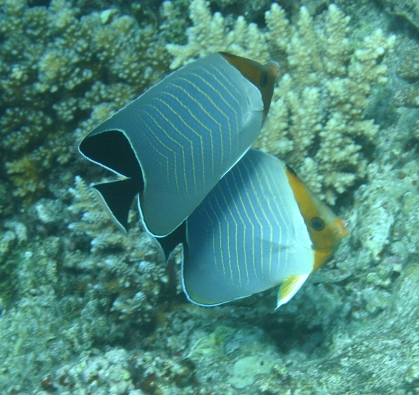 Butterflyfish - Orangehead Butterflyfish