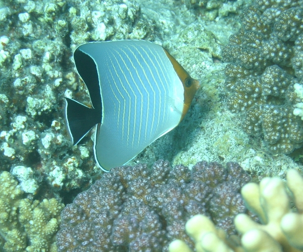 Butterflyfish - Orangehead Butterflyfish