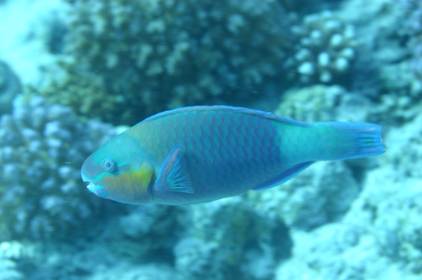 Parrotfish - Bullethead parrotfish