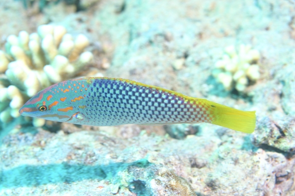 Wrasse - Checkerboard Wrasse