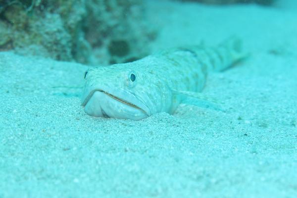 Lizardfish - Sand Diver