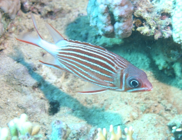 Squirrelfish - Crown Squirrelfish