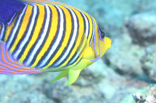 Angelfish - Royal Angelfish