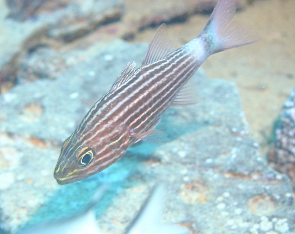 Cardinalfish - Tiger Cardinalfish