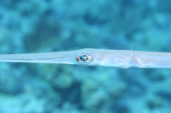 Pipefish - Bluespotted Cornetfish