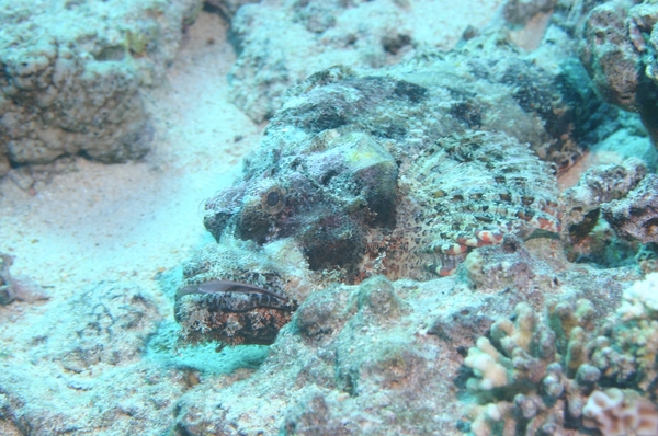 Scorpionfish - Bearded Scorpionfish