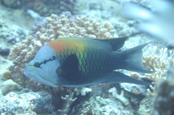 Wrasse - Slingjaw Wrasse